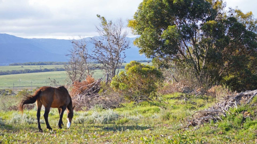 5 Bedroom Property for Sale in Fisherhaven Western Cape